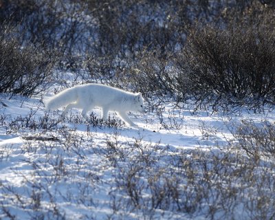 Fox, Arctic-110607-Churchill Wildlife Mgmt Area, Manitoba, Canada-#0821.jpg