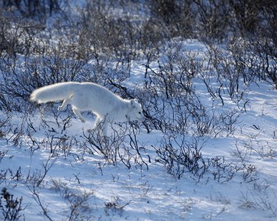 Fox, Arctic-110607-Churchill Wildlife Mgmt Area, Manitoba, Canada-#0823.jpg