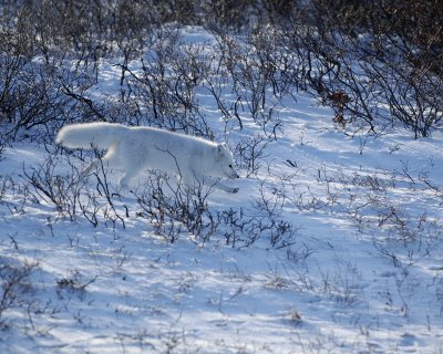 Fox, Arctic-110607-Churchill Wildlife Mgmt Area, Manitoba, Canada-#0824.jpg
