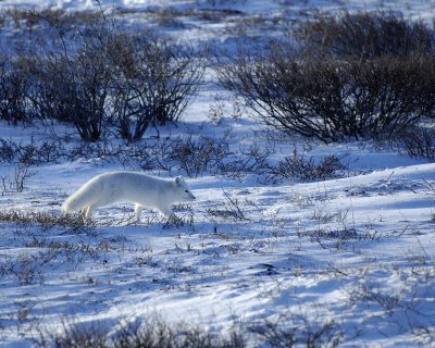 Fox, Arctic-110607-Churchill Wildlife Mgmt Area, Manitoba, Canada-#1498.jpg