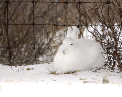 Hare, Snowshoe-110207-Churchill, Manitoba, Canada-#0012.jpg