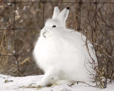 Gallery of Snowshoe Hare