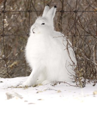 Hare, Snowshoe-110207-Churchill, Manitoba, Canada-#0019.jpg