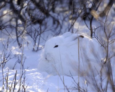 Hare, Snowshoe-110607-Churchill Wildlife Mgmt Area, Manitoba, Canada-#1074.jpg