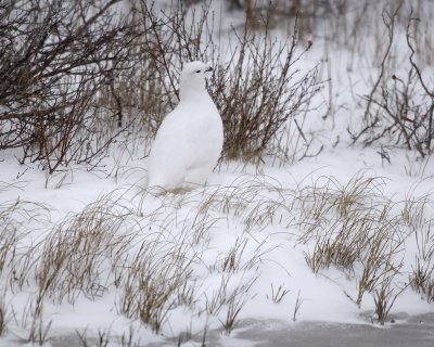 Ptarmigan, Willow, snowing-110507-Churchill Wildlife Mgmt Area, Manitoba, Canada-#0448.jpg