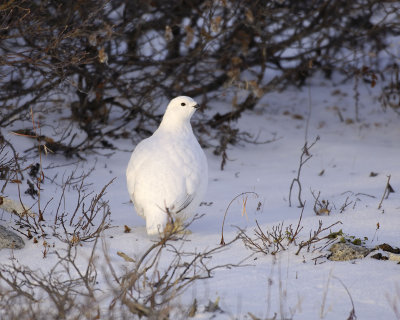 Ptarmigan, Willow-110407-Churchill Wildlife Mgmt Area, Manitoba, Canada-#0988.jpg