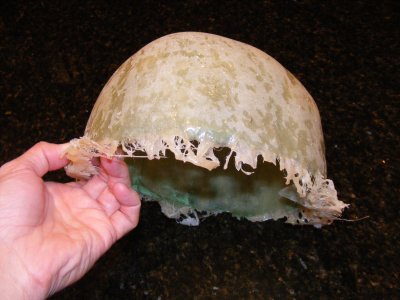 forrests_helmet
