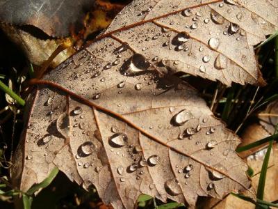 larmes de feuille d automne - weeping leaf