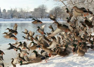 Winter in Ottawa