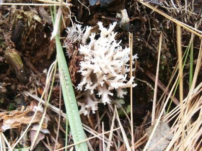 Hericium_coralloides