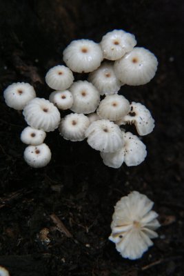 IMG_4140 Horsehair mushroom - Marasmus rotula.jpg