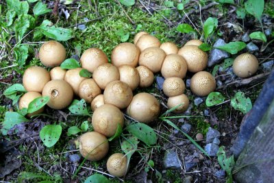 IMG_4546 Pear-shaped puffball - Lycoperdon pyriforme.jpg