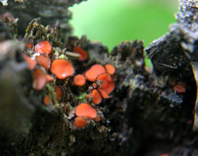 IMG_4559 eyelash fungus.jpg