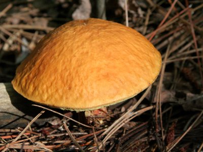 IMG_4607 Bolet - Bolete.jpg