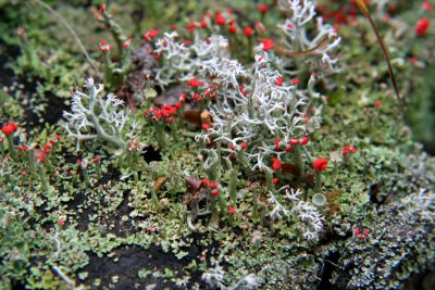 IMG_4620 assemblage automnal - lichens
