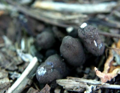 IMG_4834 Xylaire polymorphe - Dead man's fingers - Xylaria polymorpha