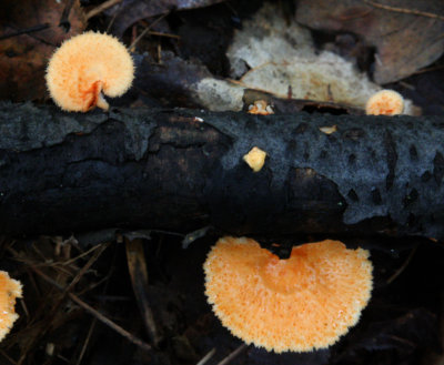 IMG_4134 bracket fungi