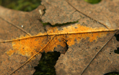 IMG_4988 fungi on leaf.jpg