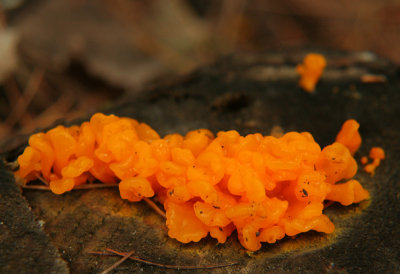 IMG_4994 Dacrymyces palm - Orange jelly - Dacrymyces palmatus.jpg