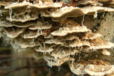 IMG_5014 polypore with something strange.jpg