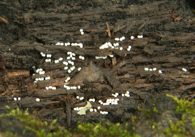 IMG_4955 tiny white fungus.jpg