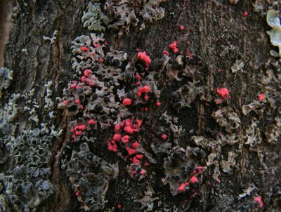 IMG_9645 lichens.jpg