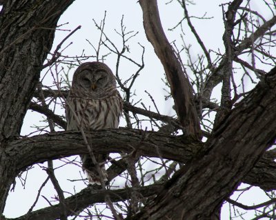 Oiseaux d'hiver / Winter birds