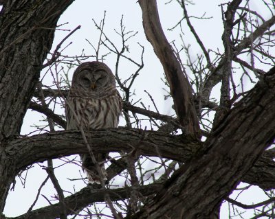 IMG_1480 barred owl.jpg