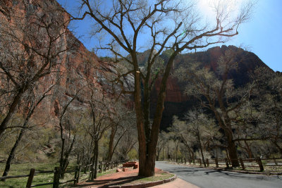 The Narrows (Trees: Fremont Cottonwood )