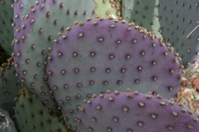 Pear Cactus (Opuntia sp.)