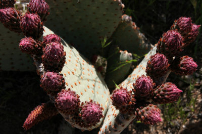 Pear Cactus (Opuntia sp.)