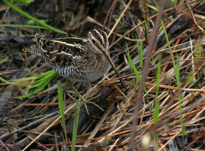 Becassine des marais - Snipe