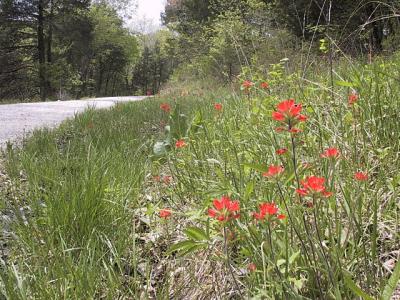 Indian Paint Brush