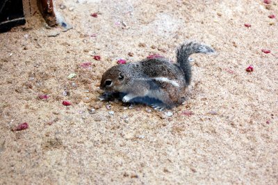 Anthelope Ground Squirrel