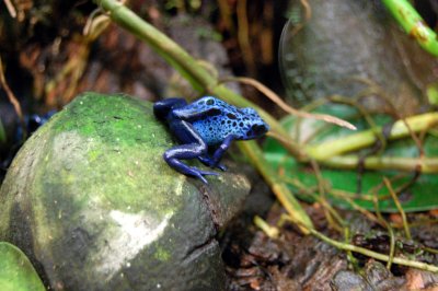 Blue poison frog