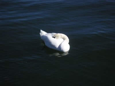 Swan