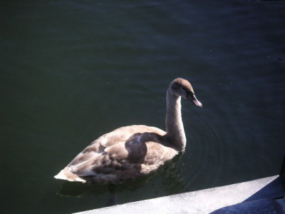 Swan