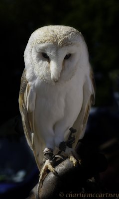 Barn Owl_DSC4101.jpg