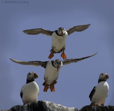 Puffin Pyramid-4475.jpg