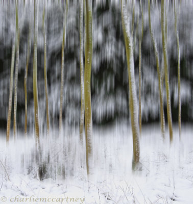 After the Snowfall-5959.jpg
