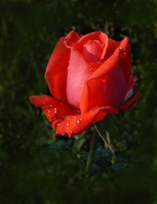 Red Rose2 DSC0457.jpg