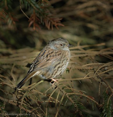 Dunnock DSC_2179.jpg