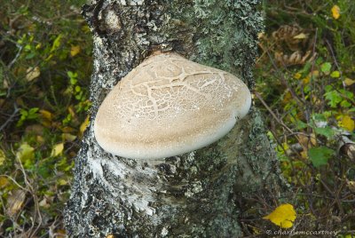 DSC_4369.jpg