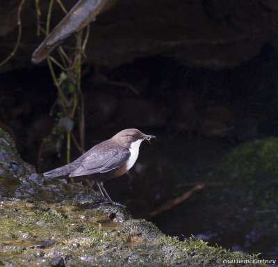 Dipper_DSC_7218.jpg