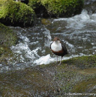 Dipper with food_DSC_7215.jpg