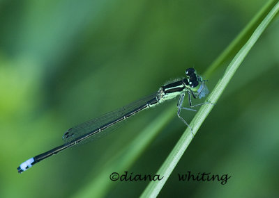  Eastern Forktail Damselfly Eating Prey