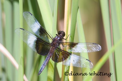 Widow Skimmer Dragonfly-Libellula luctuosa
