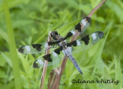 Twelve Spotted Skimmer Dragonfly