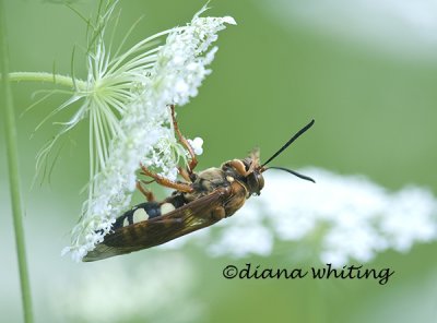 Cicada Killer Wasp 2