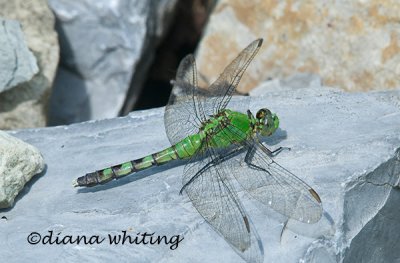 Eastern Pondhawk Dragonfly female